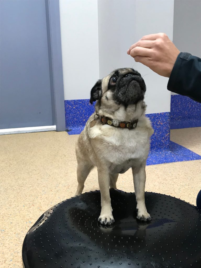 Animal Rehabilitation Newcastle